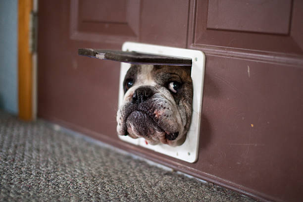 Dog door installation Perth